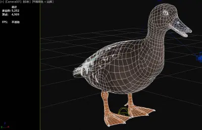 非洲黑鸭 非洲特有水禽