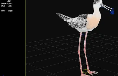 鹬,北方海鸟3dmax模型