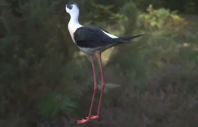 鹬,北方海鸟3dmax模型