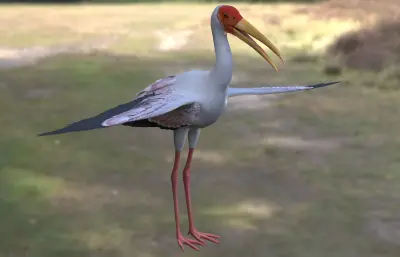 黄嘴鹮鹳 观赏鸟类3dmax模型
