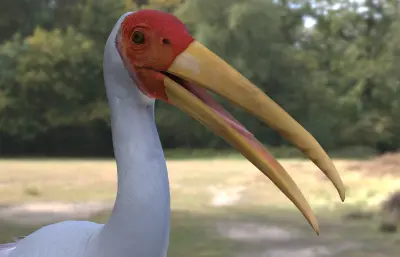 黄嘴鹮鹳 观赏鸟类3dmax模型