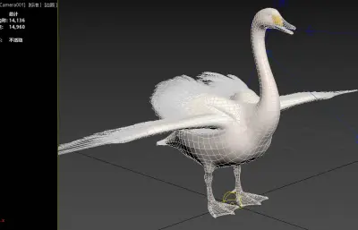 大天鹅 鹄 白天鹅