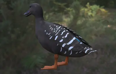 非洲黑鸭 非洲特有水禽