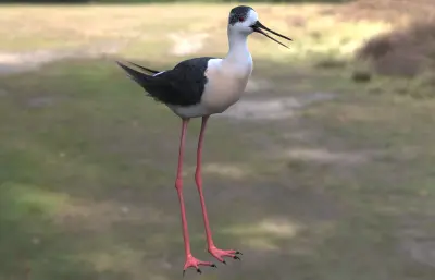 鹬,北方海鸟3dmax模型