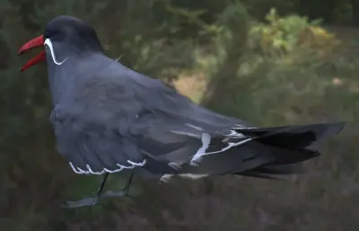 印加燕鸥 观赏海鸟