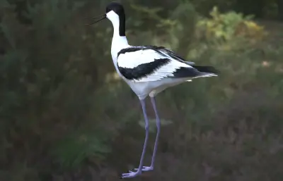 pied avocet 反嘴鹬3dmax模型