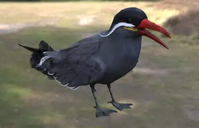 印加燕鸥 观赏海鸟