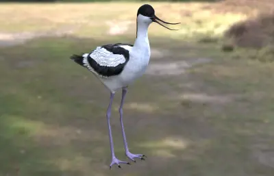 pied avocet 反嘴鹬3dmax模型
