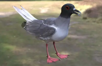 燕尾鸥 加拉帕戈斯海鸟 远洋海鸟