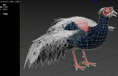 蓝腹鹇 蓝鹇 希氏鹇