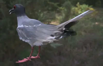 燕尾鸥 加拉帕戈斯海鸟 远洋海鸟