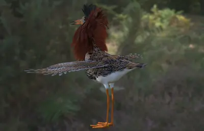 流苏鹬 湿地鸟类3dmax模型