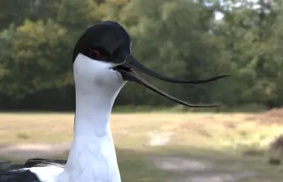 pied avocet 反嘴鹬3dmax模型