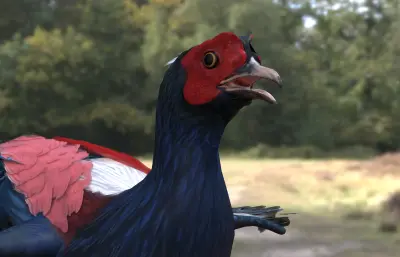 蓝腹鹇 蓝鹇 希氏鹇