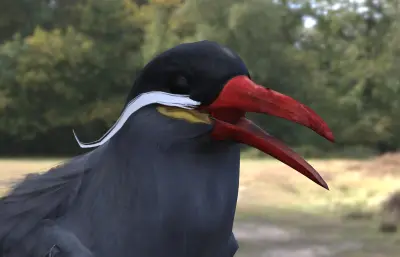 印加燕鸥 观赏海鸟