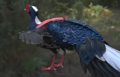 蓝腹鹇 蓝鹇 希氏鹇