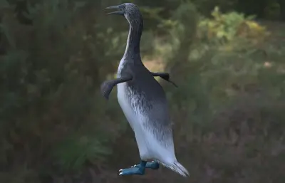 泰坦巨翼鸟 Copepteryx Titan 史前鸟类