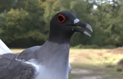 燕尾鸥 加拉帕戈斯海鸟 远洋海鸟