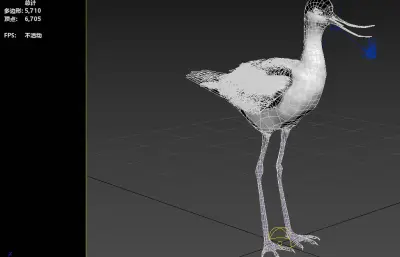 pied avocet 反嘴鹬3dmax模型