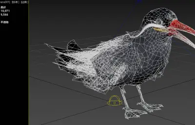 印加燕鸥 观赏海鸟