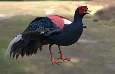 蓝腹鹇 蓝鹇 希氏鹇