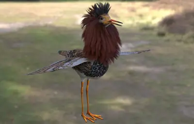 流苏鹬 湿地鸟类3dmax模型