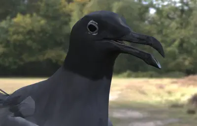 熔岩鸥 加拉帕戈斯鸥