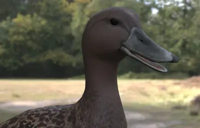梅勒鸭 马达加斯加黑鸭3dmax模型