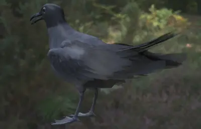 熔岩鸥 加拉帕戈斯鸥