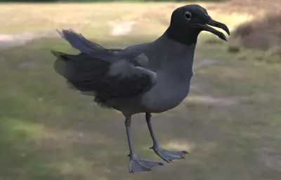 熔岩鸥 加拉帕戈斯鸥