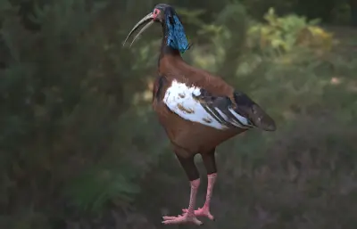 马岛鹮 隐鹮3dmax模型