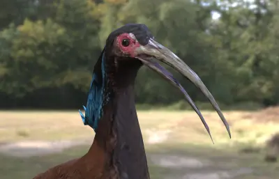 马岛鹮 隐鹮3dmax模型