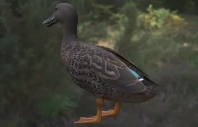 梅勒鸭 马达加斯加黑鸭3dmax模型