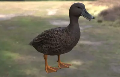 梅勒鸭 马达加斯加黑鸭3dmax模型