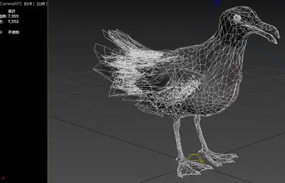 熔岩鸥 加拉帕戈斯鸥