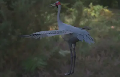 澳洲鹤 澳大利亚鹤