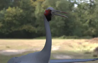 澳洲鹤 澳大利亚鹤