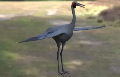 澳洲鹤 澳大利亚鹤