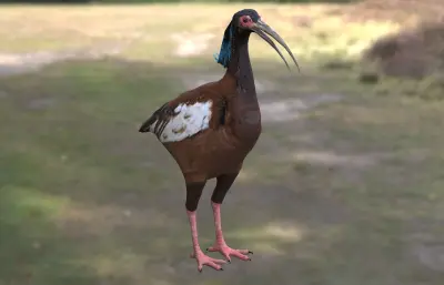 马岛鹮 隐鹮3dmax模型