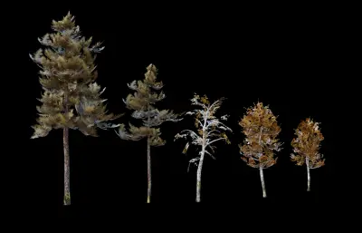 大树树木 绿化树 树木合集