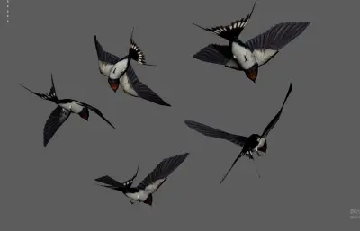 燕子 飞鸟 小鸟