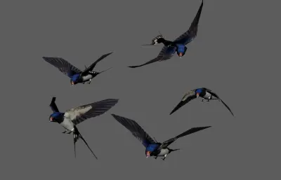 燕子 飞鸟 小鸟