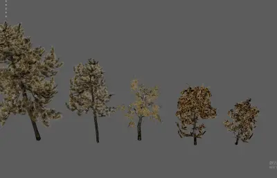 大树树木 绿化树 树木合集