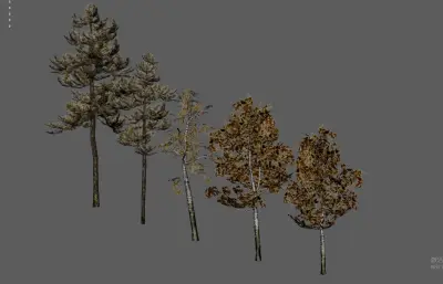 大树树木 绿化树 树木合集