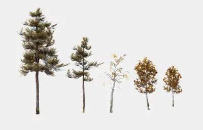 大树树木 绿化树 树木合集