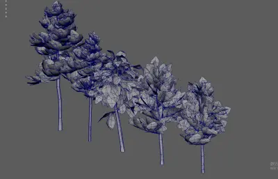 大树树木 绿化树 树木合集