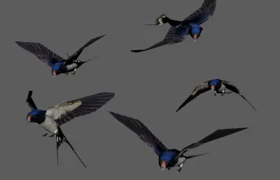 燕子 飞鸟 小鸟