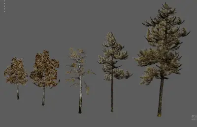 大树树木 绿化树 树木合集