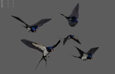 燕子 飞鸟 小鸟