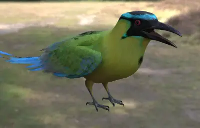 安第斯翠鴗 南美森林观赏鸟类